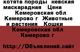 котята породы  невская маскарадная › Цена ­ 1 000 - Кемеровская обл., Кемерово г. Животные и растения » Кошки   . Кемеровская обл.,Кемерово г.